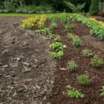 Plant Mulch and grown up garden