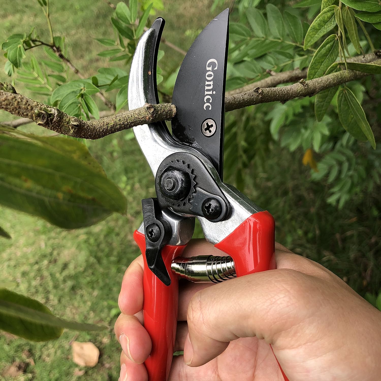 gonicc prunning