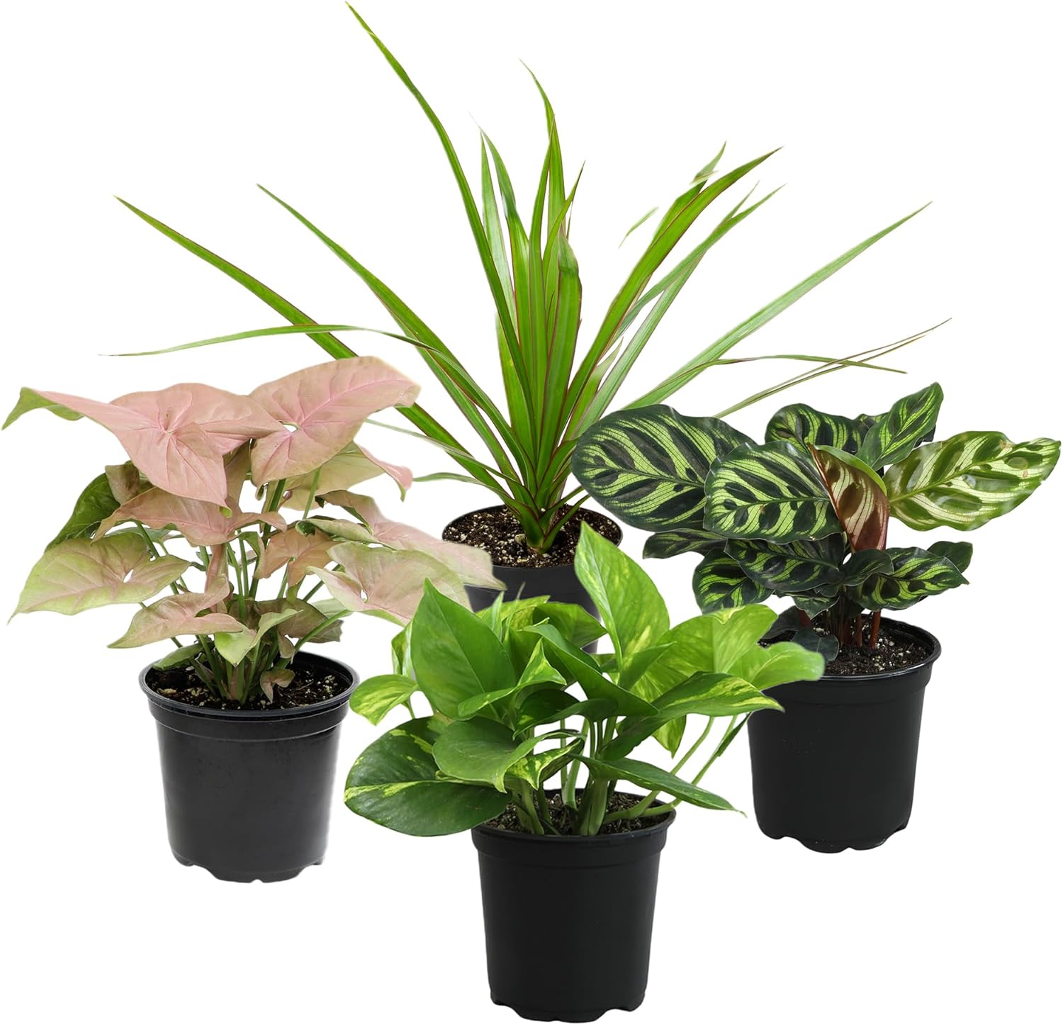 plant blander