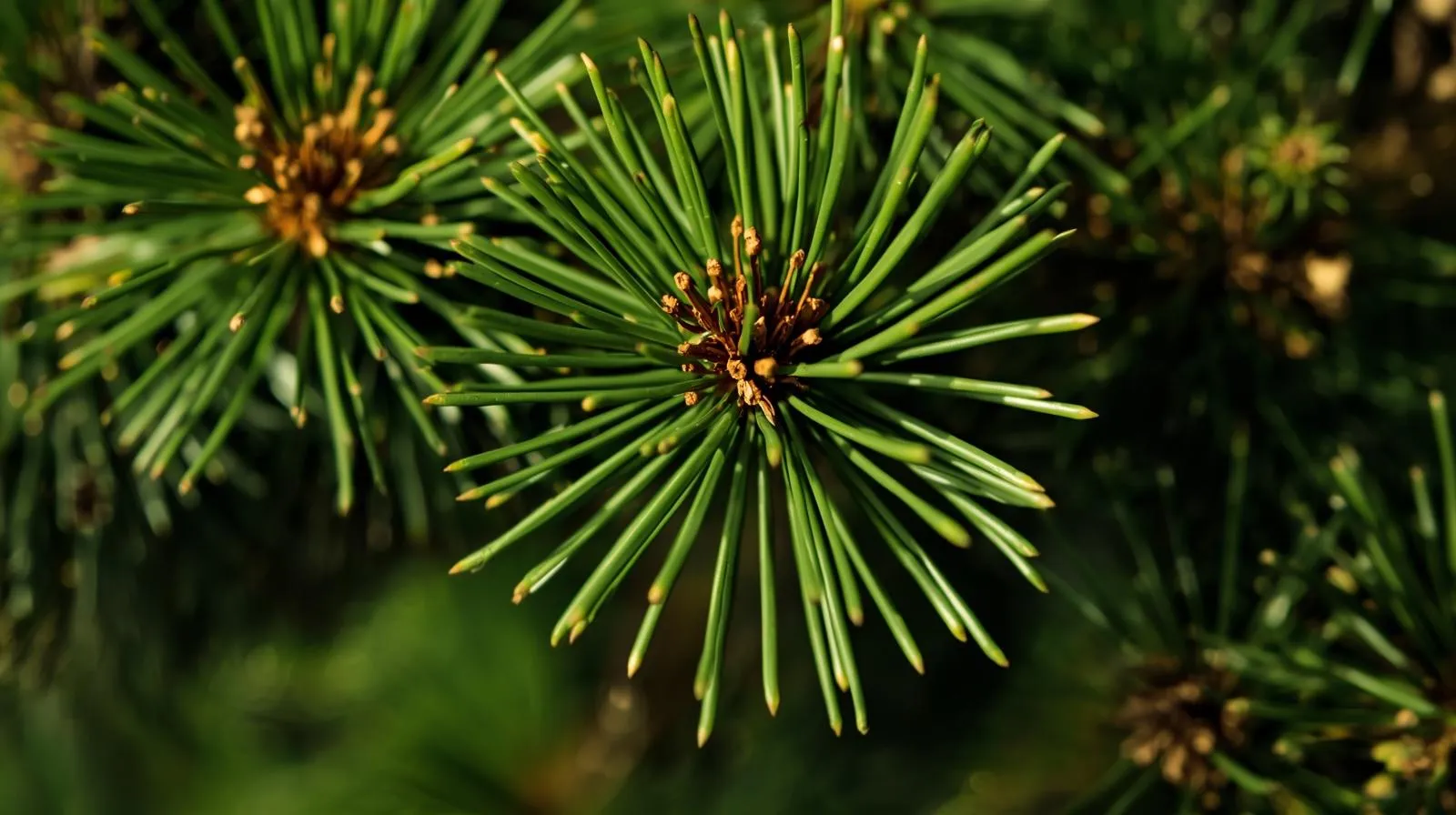 tree Browning Arborvitae