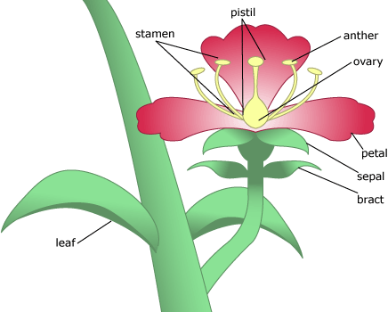 flowers