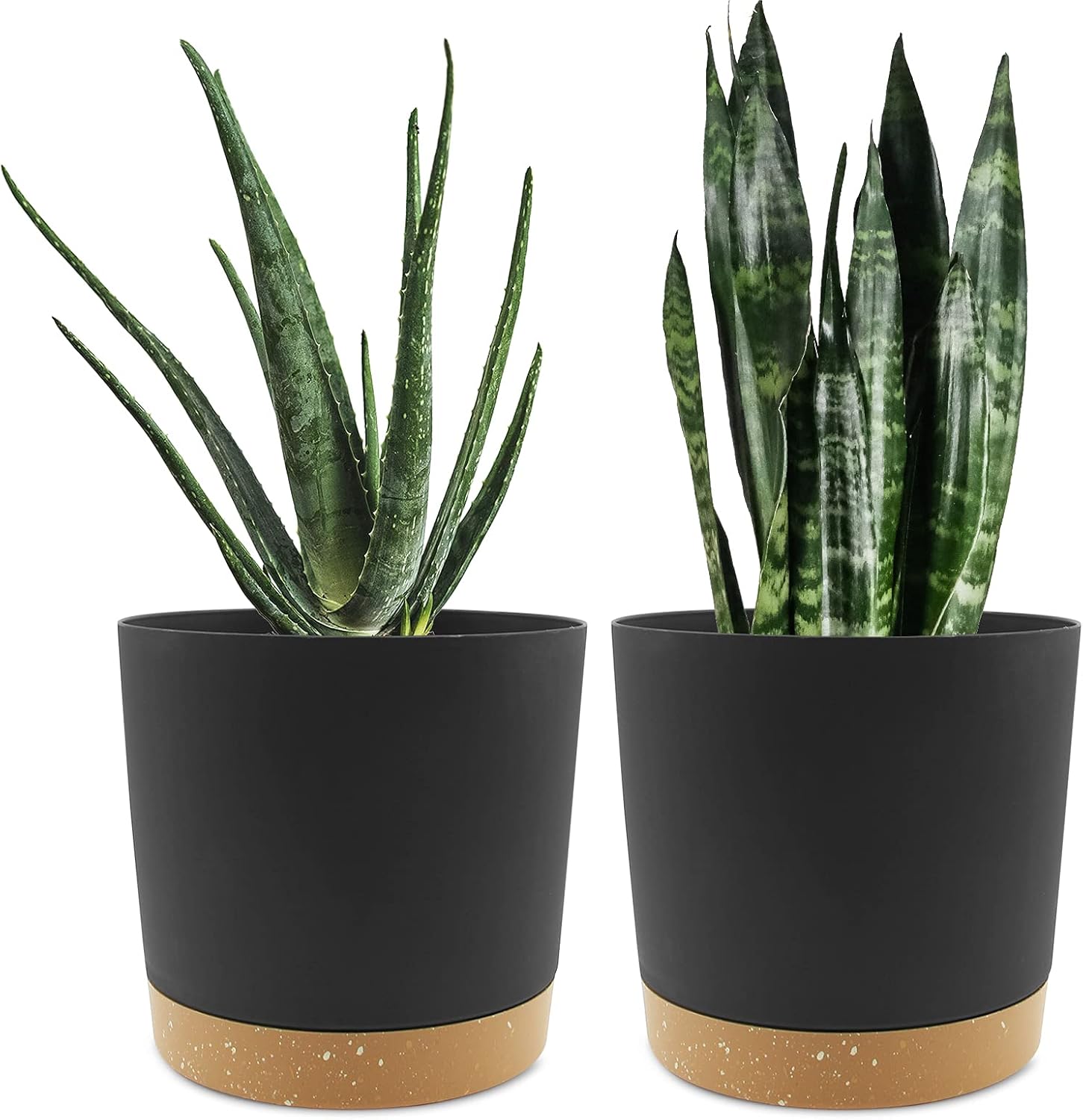 plant pot