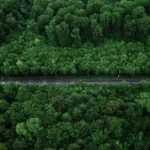 trillion of tree in the world