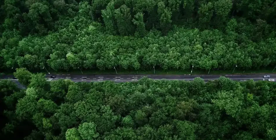 trillion of tree in the world