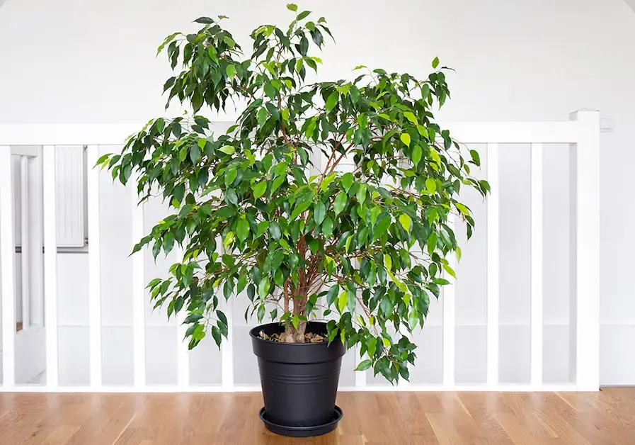 Ficus Tree