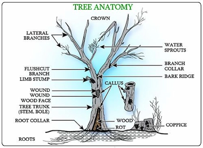 understand tree anatomy