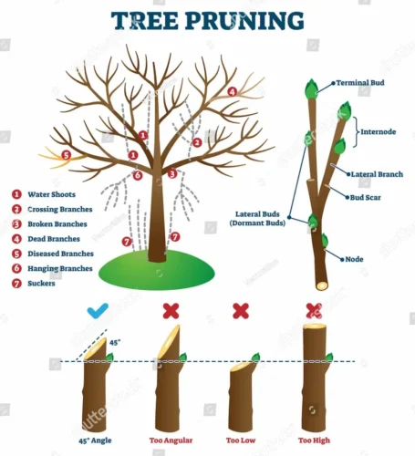 Tree Pruning techniques