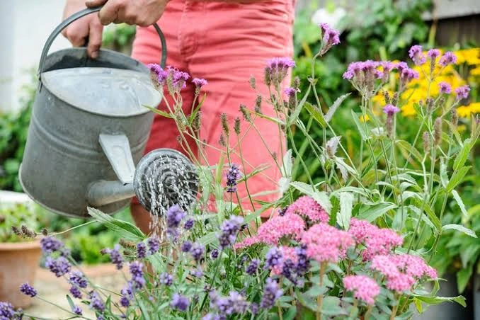 Garden care and outdoor planting inspiration