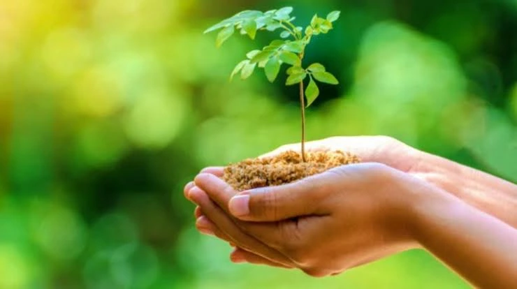 Tree care and healthy landscape inspiration